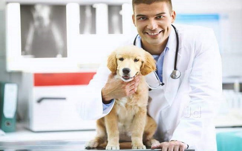 VETERINARY DOCTOR