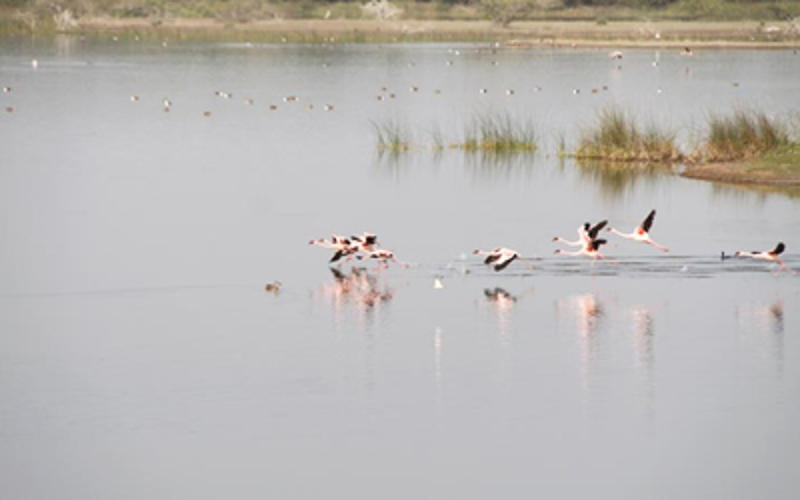 KHIJADIYA BIRD SANCTURY JAMNAGAR